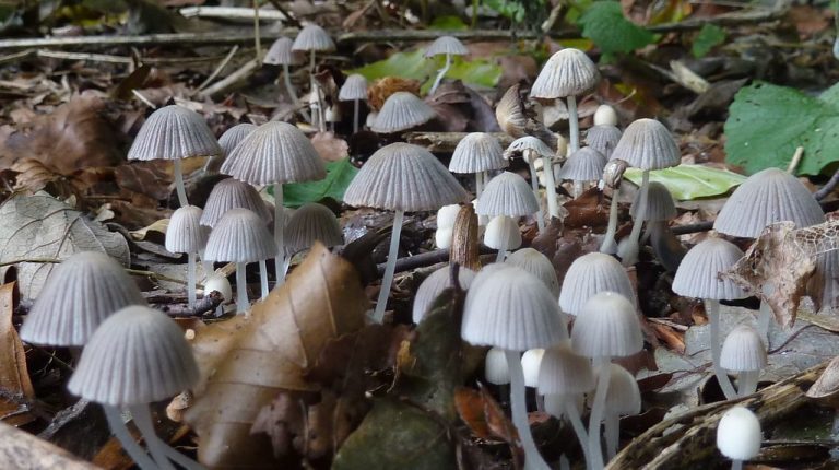 Magic Mushrooms00